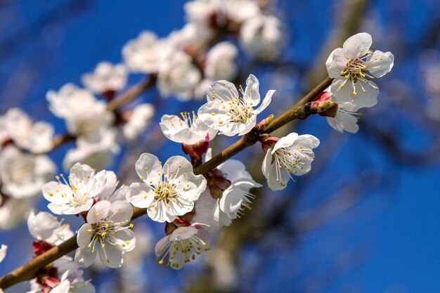 Zweig der Aprikosenblüten des Obstbaums