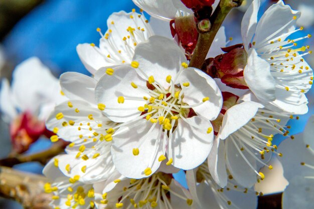 Zweig der Aprikosenblüten des Obstbaums