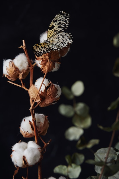 Zweig der Baumwollpflanze mit einem schönen Schmetterling sitzt auf einer Blume.