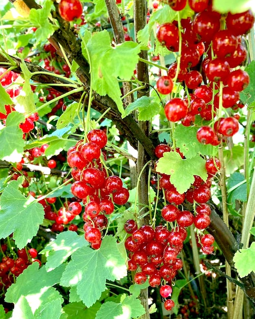Zweig der Beere der roten Johannisbeere Nahaufnahme Ribes rubrum. Früchte der Sommersaison mit hellem Sonnenlicht
