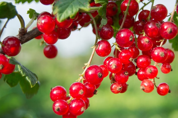 Zweig der Beeren der roten Johannisbeere im Garten