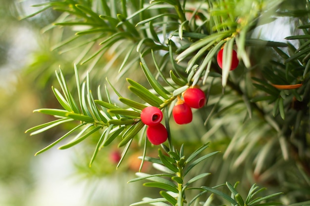 Zweig der Beereneibe mit roten Beeren