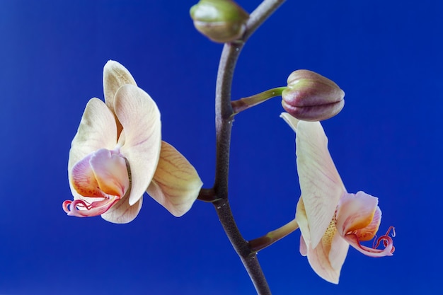 Zweig der beige Orchidee und der Knospen