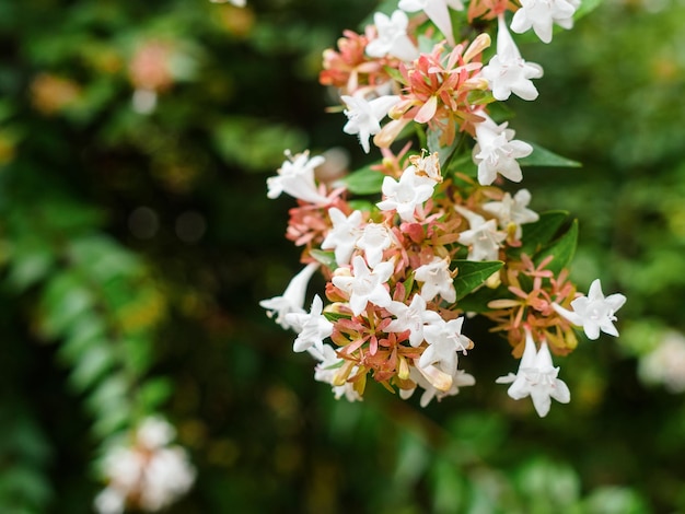 Zweig der blühenden abelia grandiflora-Nahaufnahme