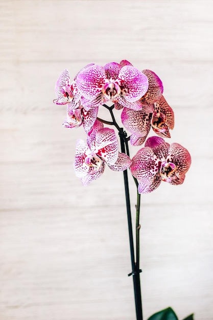 Zweig der blühenden lila Orchideen-Nahaufnahme Phalaenopsis