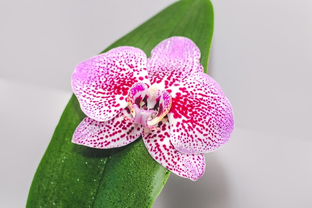 Zweig der blühenden lila Orchideen-Nahaufnahme Phalaenopsis