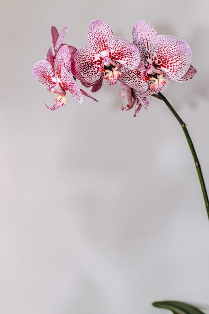 Zweig der blühenden lila Orchideen-Nahaufnahme Phalaenopsis