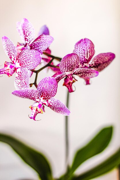 Zweig der blühenden lila Orchideen-Nahaufnahme Phalaenopsis