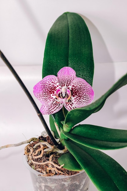 Zweig der blühenden lila Orchideen-Nahaufnahme Phalaenopsis