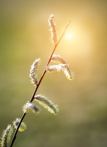 Zweig der blühenden Weide auf grünem Hintergrund Sonnig