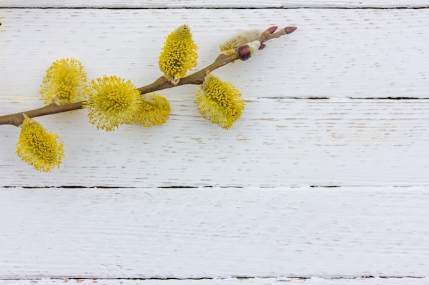 Zweig der blühenden Weide auf weißem hölzernem Hintergrund mit Kopienraum, Frühling Ostern-Konzept