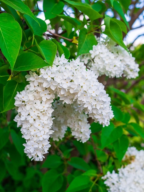 Zweig der blühenden weißen Flieder im Garten im Mai in der Nähe