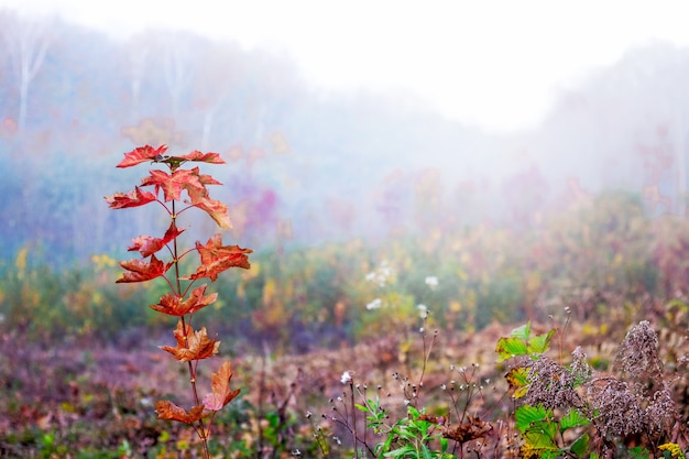 Zweig der Eiche mit rotem Herbstlaub auf dem Wald