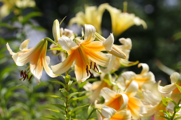 Zweig der gelben Lilien mit Knospen mit selektivem Fokus auf einem verschwommenen Gartenhintergrund