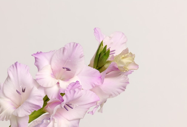 Zweig der Gladiolenblüten