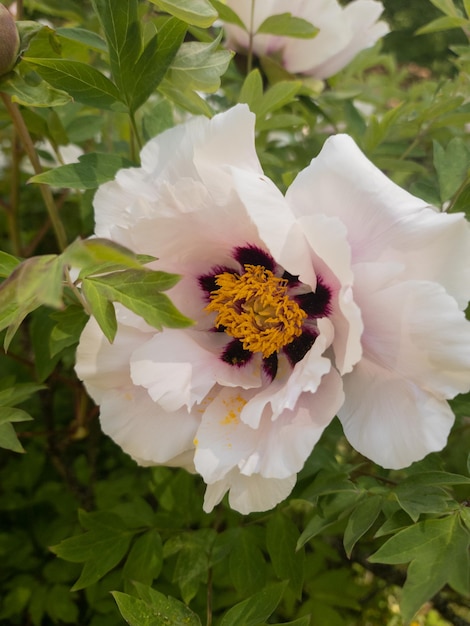 Zweig der halbgefüllten weißen Pfingstrose Paeonia suffruticosa Pflanze bekannt als Paeonia rockii