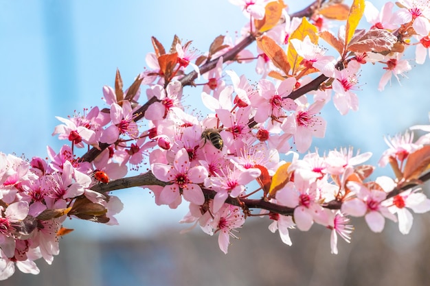 Zweig der japanischen Kirsche mit rosa Blumen im sonnigen Tag auf blauem Himmelhintergrund