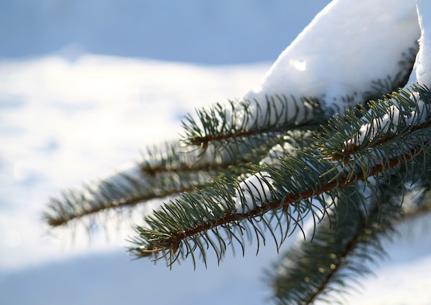 Zweig der Kiefer unter einem Schnee