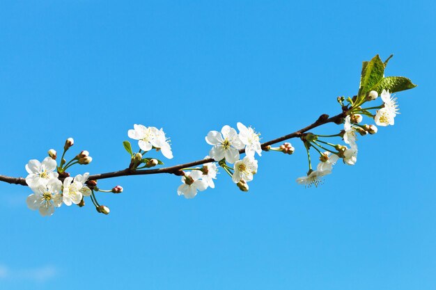 Zweig der Kirschblüten am blauen Himmel