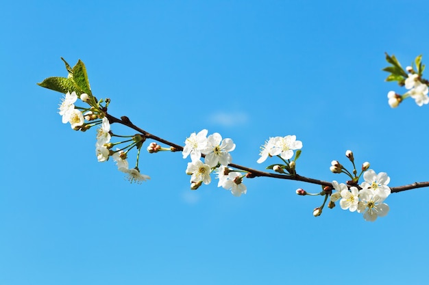 Zweig der Kirschblüten am blauen Himmel