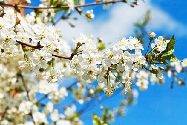 Zweig der Kirschblüten und weißen Kirschblüten