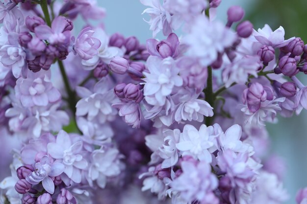 Zweig der lila Blüten im Frühlingsgarten