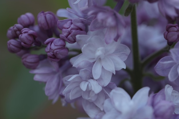 Zweig der lila Blüten im Frühlingsgarten