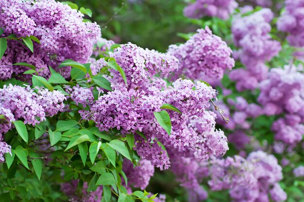 Zweig der lila Blüten mit den Blättern