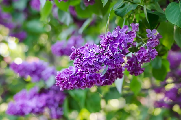 Zweig der lila Blüten mit grünen Blättern, floraler, natürlicher Hintergrund weicher Fokus