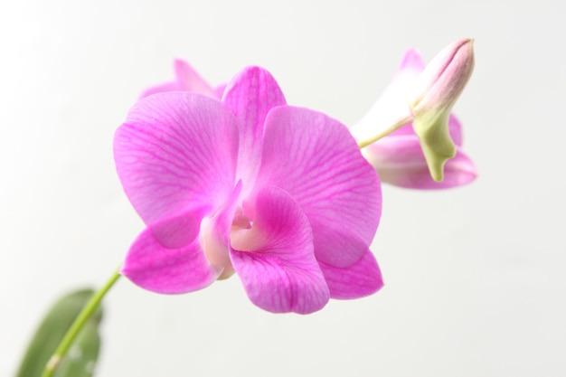 Zweig der lila Orchidee auf grauem Raum