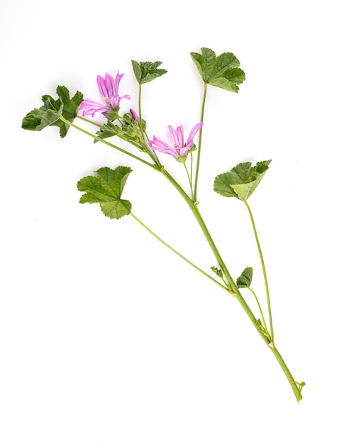 Zweig der Malve (Malva sylvestris)