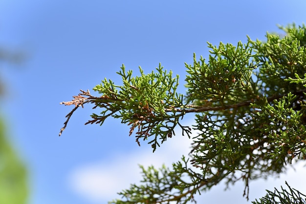 Zweig der Nadeln und blauer Himmel im Hintergrund