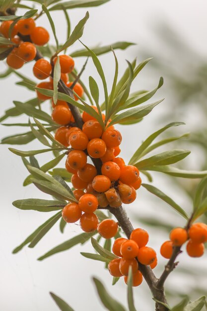 Zweig der orangefarbenen Sanddornbeeren im Herbstpark. Saisonale Beerenernte in der Landschaft.