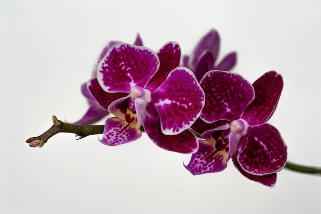 Zweig der Orchidee mit lila Blüten auf weißem Hintergrund