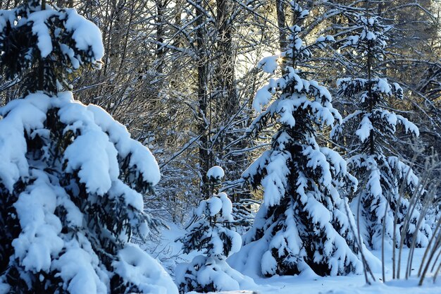 Zweig der Pflanze mit Schnee Winter Makro bedeckt