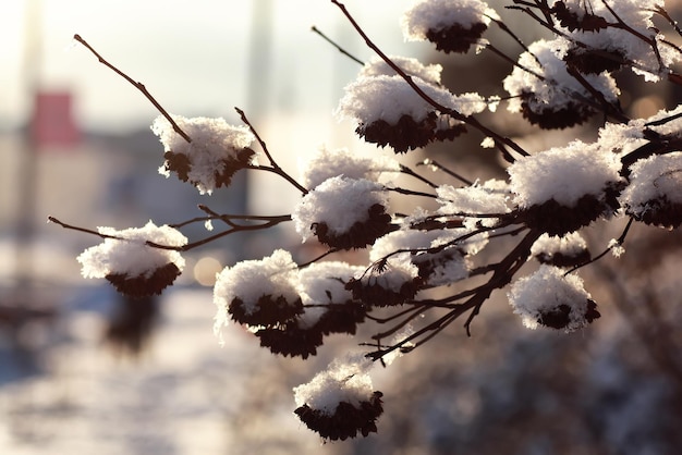 Zweig der Pflanze mit Schnee Winter Makro bedeckt