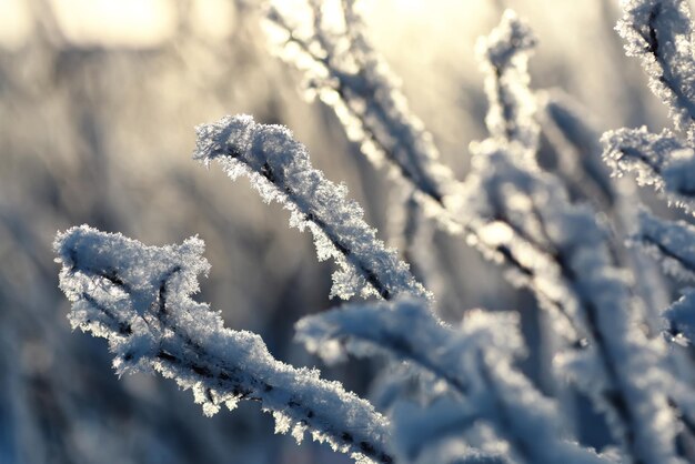 Zweig der Pflanze mit Schnee Winter Makro bedeckt