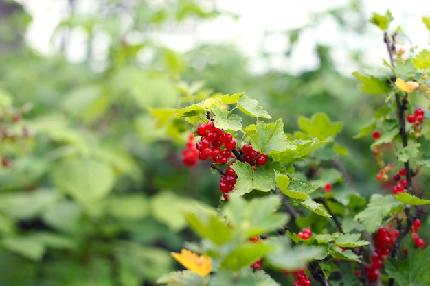 Zweig der reifen roten Johannisbeere im Garten