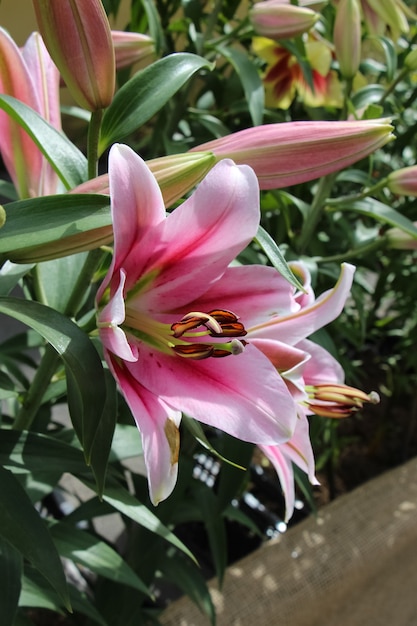 Zweig der rosa Lilie mit Knospen und blühender Blume auf der Blumenschau des botanischen Gartens