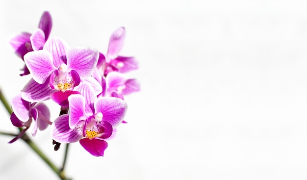 Zweig der rosa und lila Orchideenblumen auf Weiß mit Kopienraum.