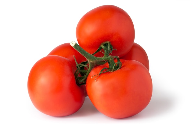 Zweig der roten saftigen Tomaten