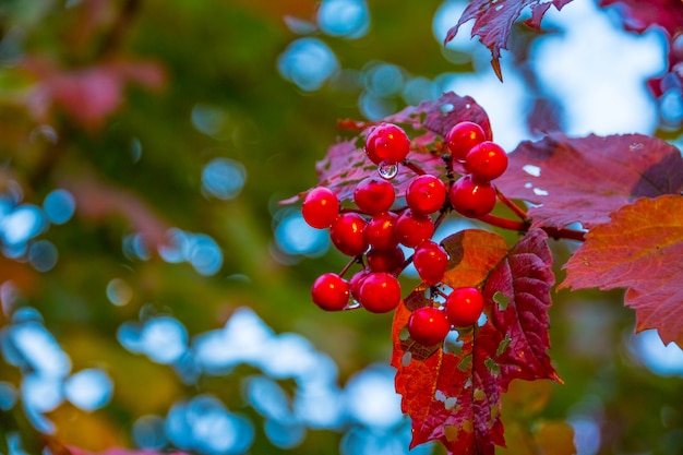 Foto zweig der roten schneeball im garten nach regen. rote beeren eines viburnum reifen auf einem busch in einem garten.