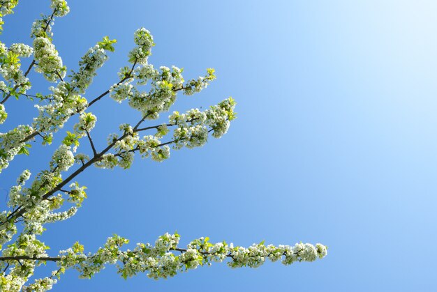 Zweig der Sakura