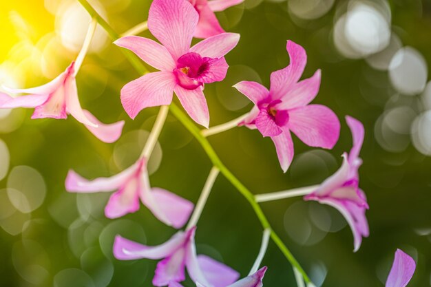 Zweig der schönen rosafarbenen Phalaenopsis-Orchidee auf verschwommenem Hintergrund, Nahaufnahme. Naturkonzept