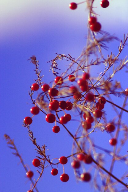 Zweig der schönen Spargelpflanze Officinalis mit roten Beeren
