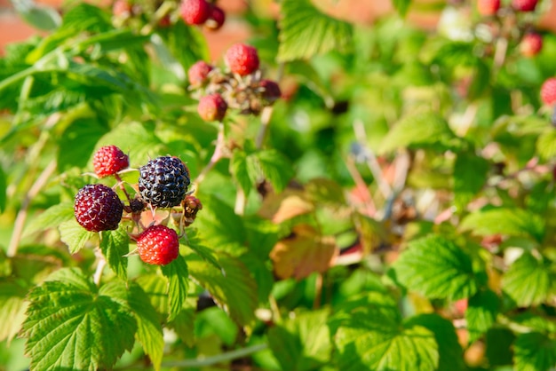 Zweig der schwarzen Himbeere oder Brombeere mit unreifen roten und reifen schwarzen Beeren auf grünem Busch