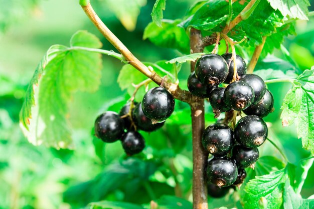 Zweig der schwarzen Johannisbeere im Dorfgarten. BIO.