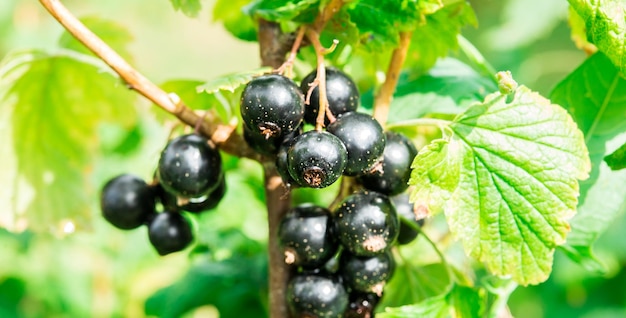 Zweig der schwarzen Johannisbeere im Dorfgarten. BIO.