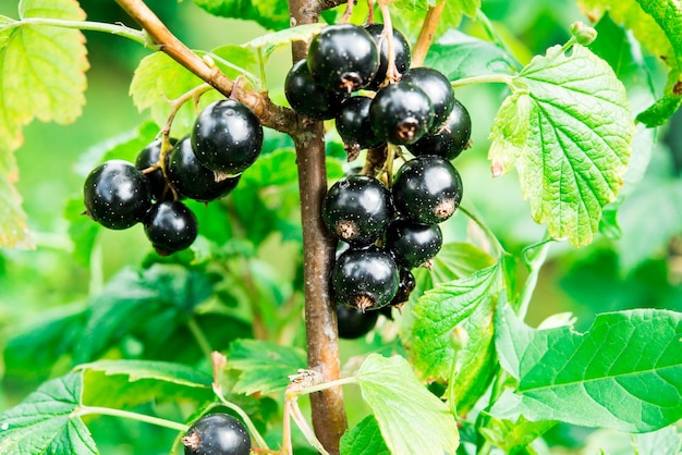 Zweig der schwarzen Johannisbeere im Dorfgarten. BIO.