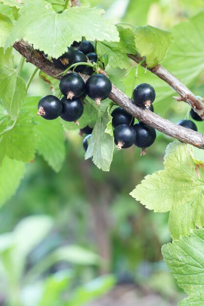 Zweig der schwarzen Johannisbeere mit Beeren im Garten am Sommertag mit unscharfem grünen natürlichen Hintergrund.